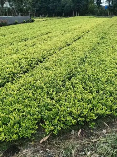 花池园林景观设计