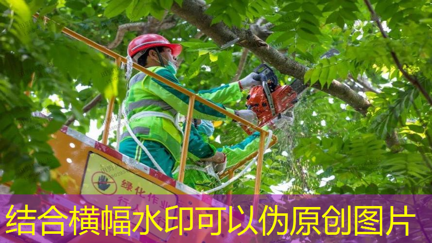 惠来县华强广场绿化工程